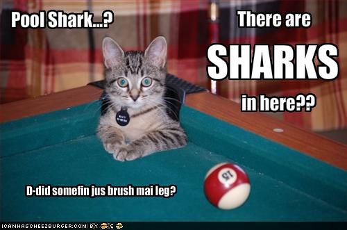 funny-pictures-cat-wonders-about-pool-sharks.jpg